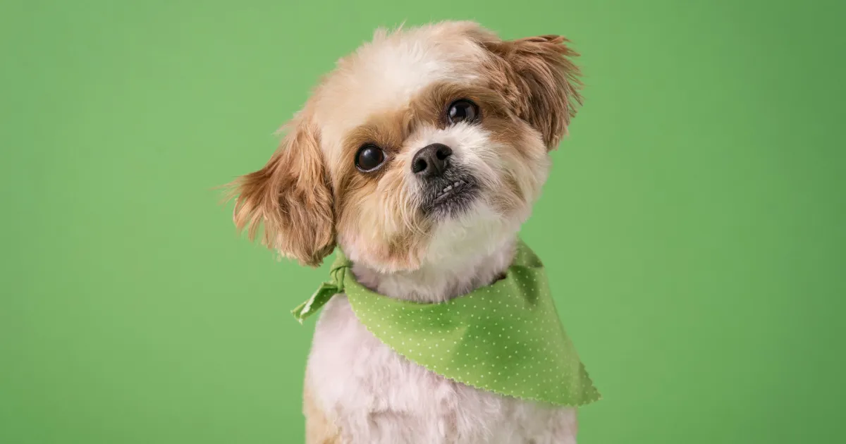 Zorgverzekering hond